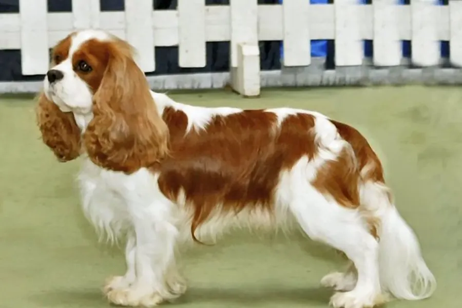 A Cavalier King Charles Spaniel, a small dog of the toy group