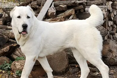A Central Asian Shepherd Dog
