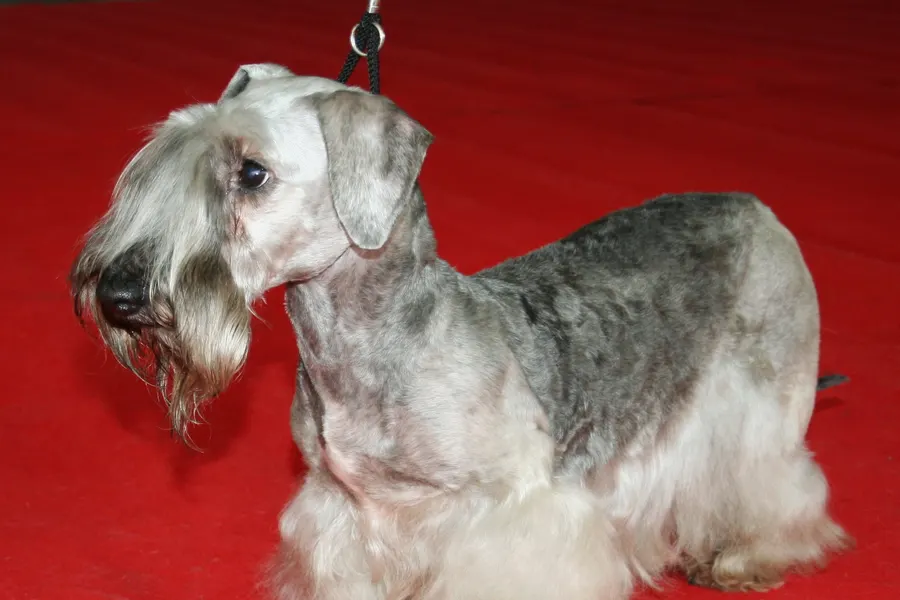 A Cesky Terrier, a small dog of the terrier group