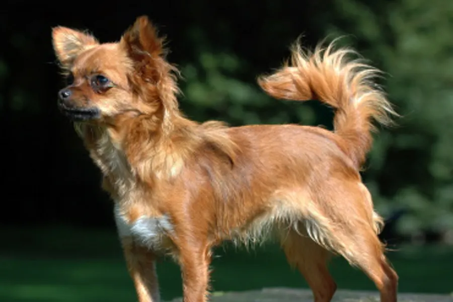 A Chihuahua, a toy dog of the toy group