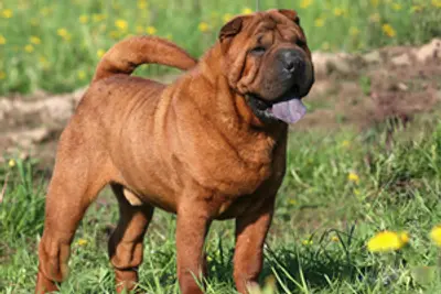 A Chinese Shar-Pei
