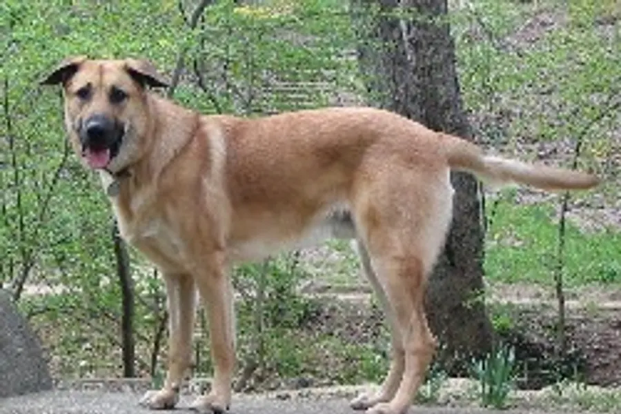 A Chinook, a large dog of the working group