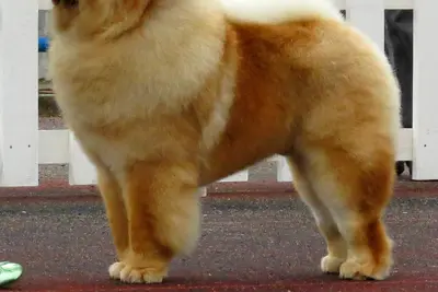 A Chow Chow
