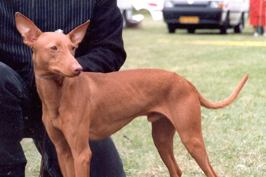 A Cirneco dell’Etna, a small dog of the hound group
