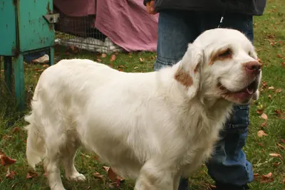 A Clumber Spaniel