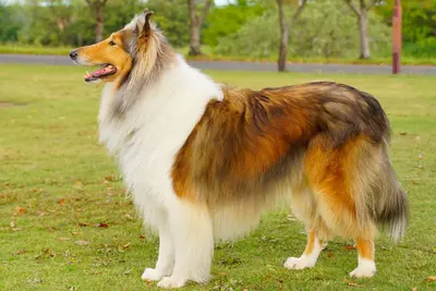 A Collie