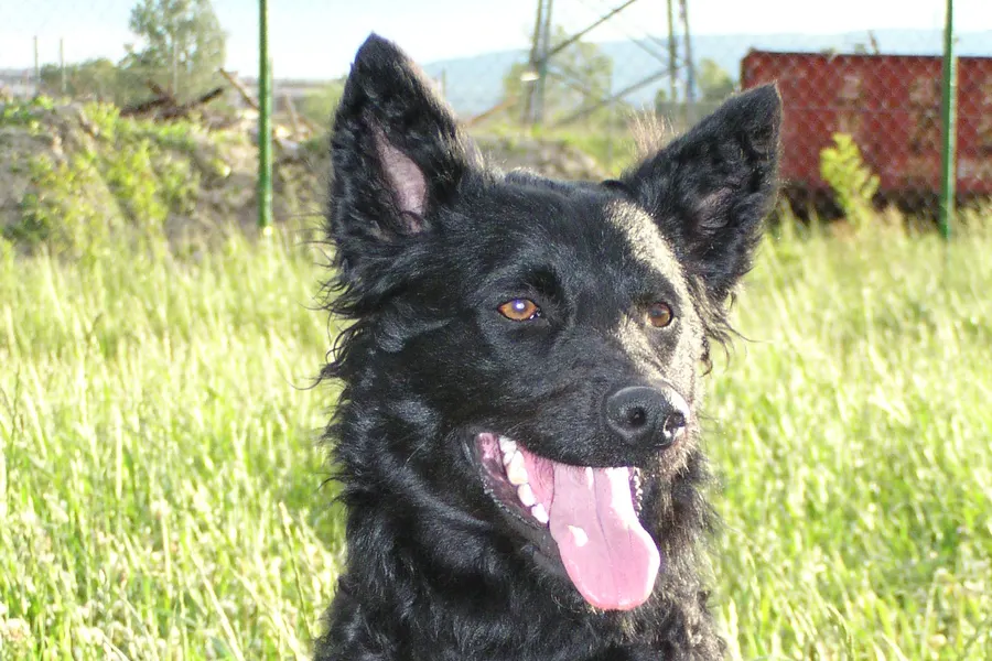 A Croatian Sheepdog, a medium dog of the foundation stock service group