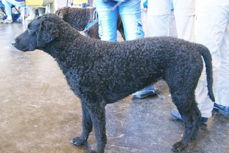 A Curly-Coated Retriever, a large dog of the sporting group