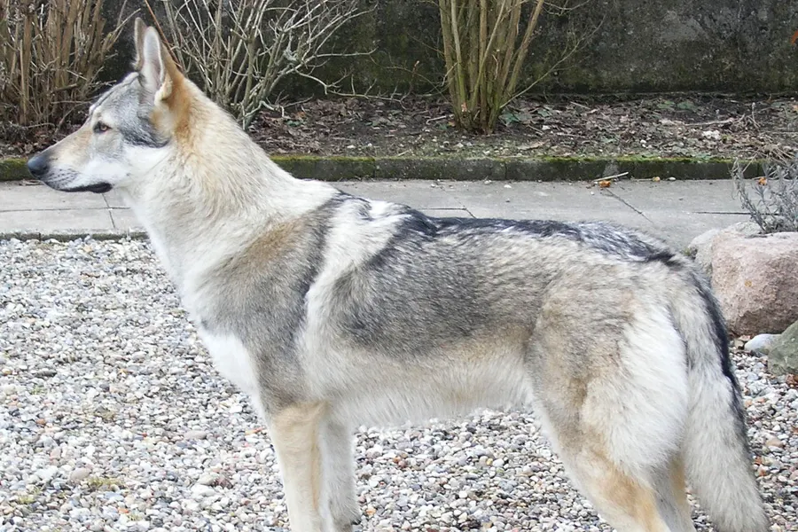 A Czechoslovakian Vlcak, a large dog of the foundation stock service group