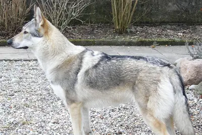 A Czechoslovakian Vlcak
