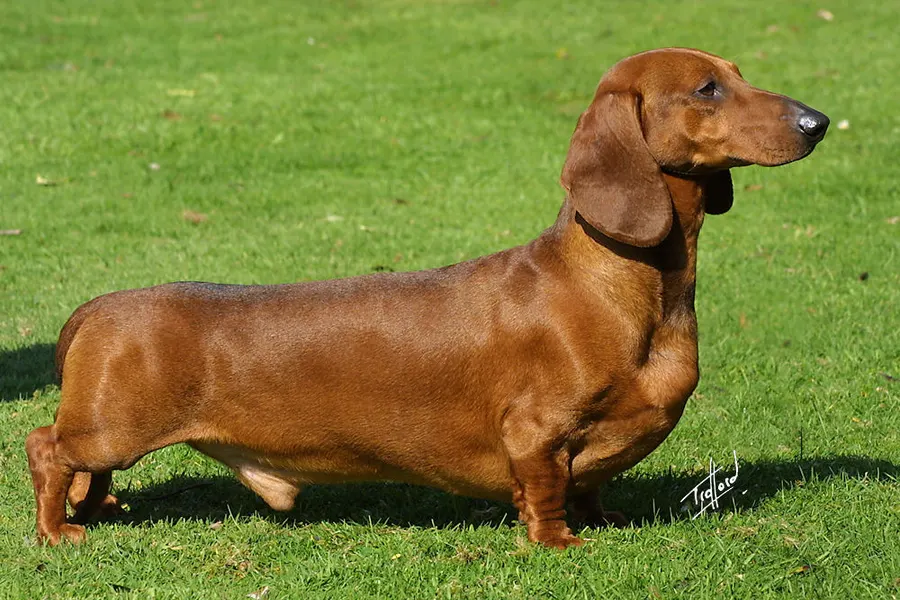 A Dachshund, a medium dog of the hound group