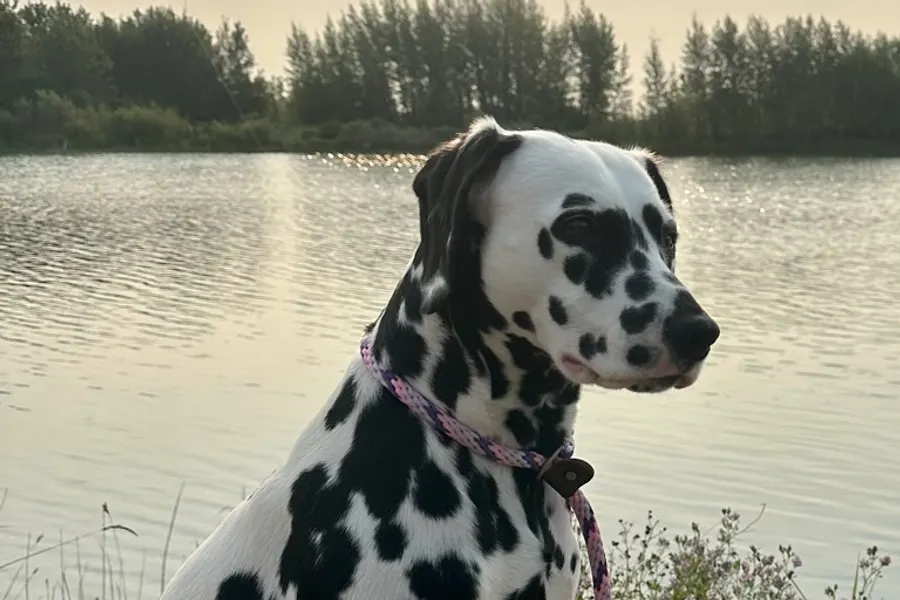 A Dalmatian, a large dog of the non-sporting group