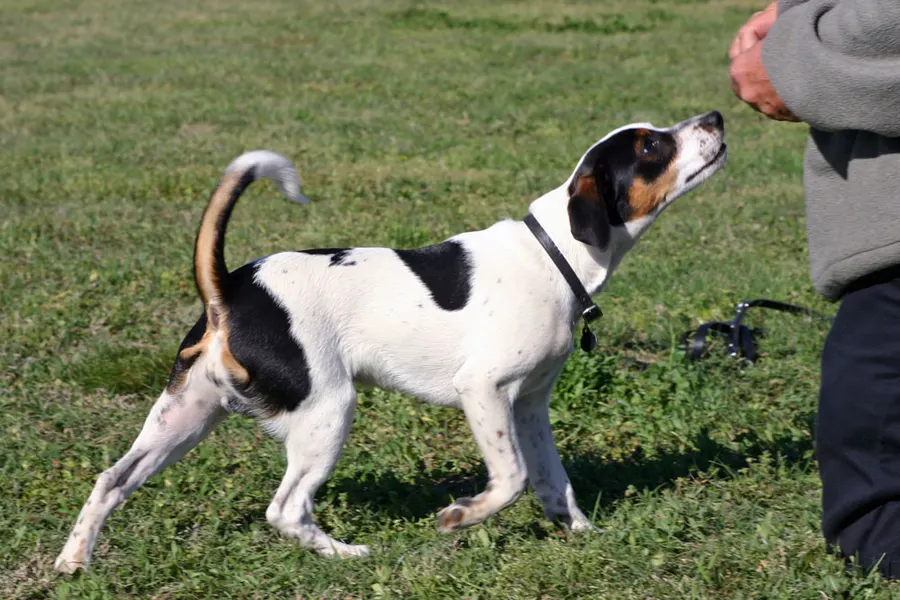 A Danish-Swedish Farmdog, a small dog of the foundation stock service group