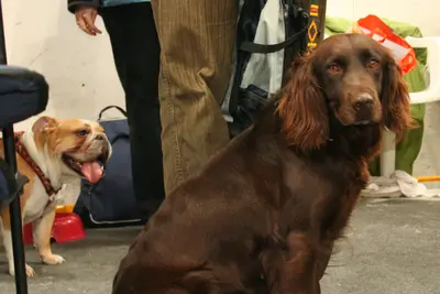 A Deutscher Wachtelhund