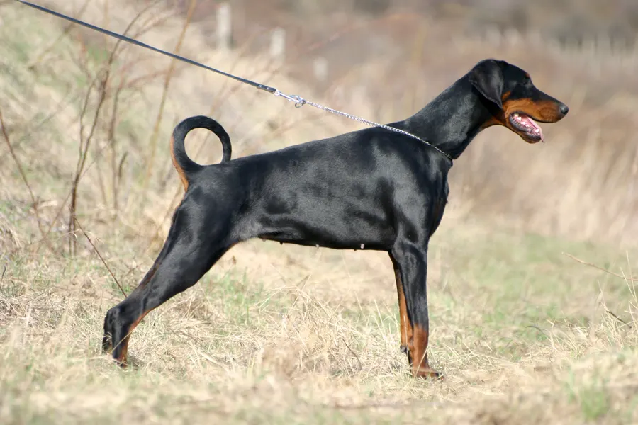 A Doberman Pinscher, a large dog of the working group