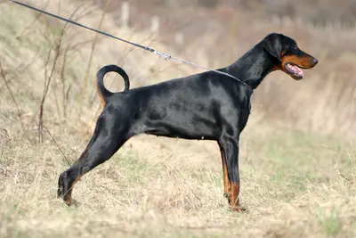 A Doberman Pinscher