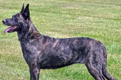 A Dutch Shepherd