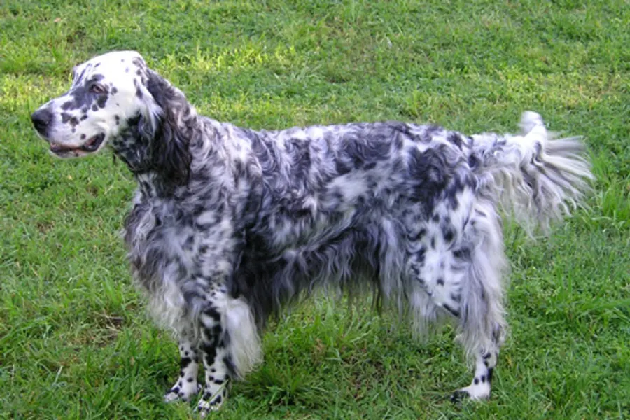 A English Setter, a large dog of the sporting group