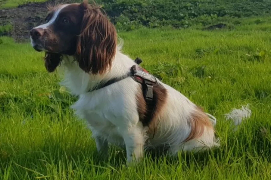 A English Springer Spaniel, a medium dog of the sporting group