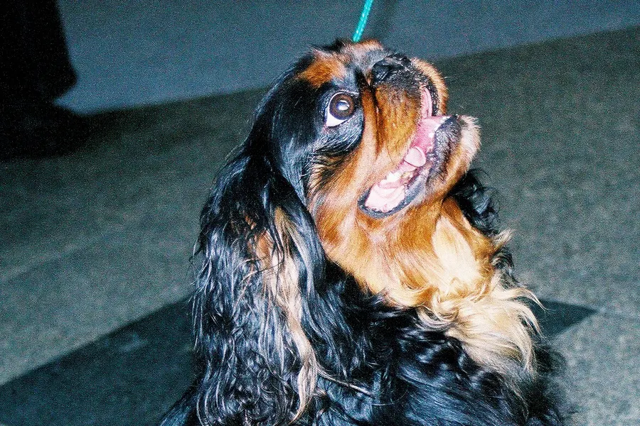 A English Toy Spaniel, a small dog of the toy group