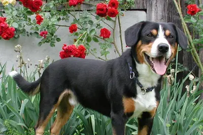 A Entlebucher Mountain Dog