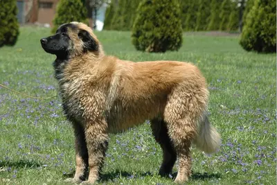 A Estrela Mountain Dog