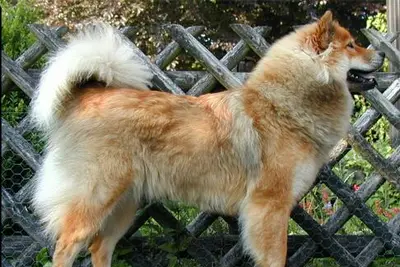 A Eurasier