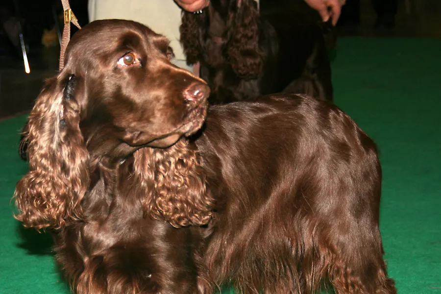 A Field Spaniel, a medium dog of the sporting group