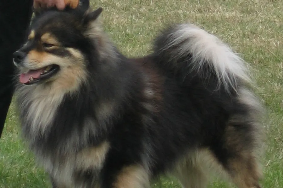 A Finnish Lapphund, a medium dog of the herding group
