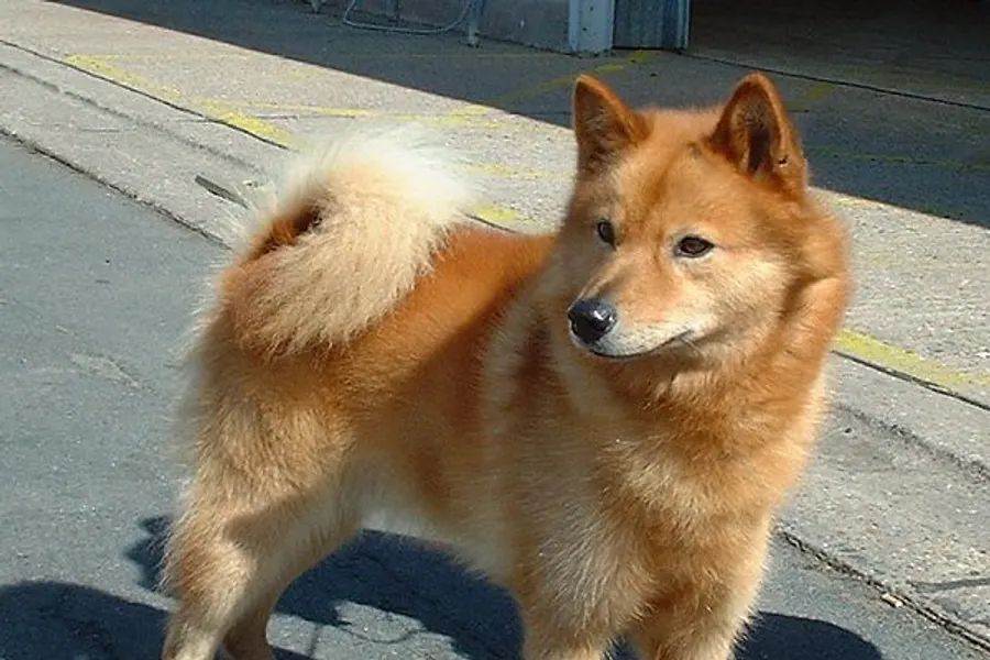 A Finnish Spitz, a medium dog of the non-sporting group
