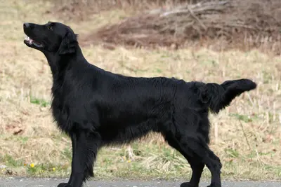 A Flat-Coated Retriever
