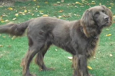 A German Longhaired Pointer