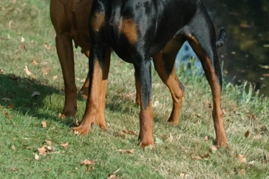 A German Pinscher, a medium dog of the working group