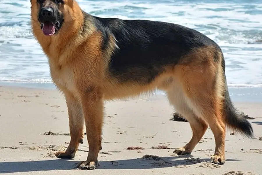 A German Shepherd Dog, a large dog of the herding group