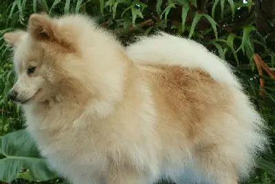 A German Spitz