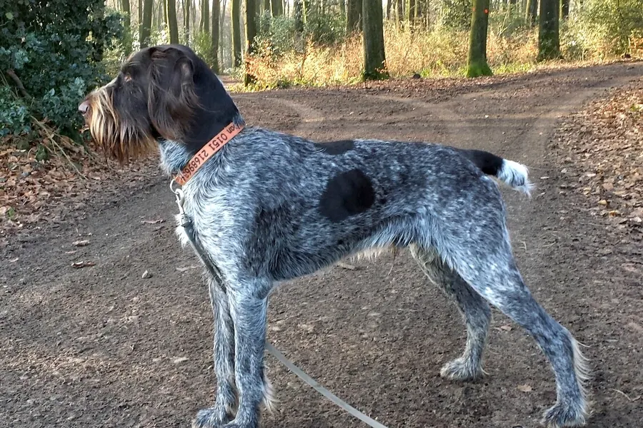 A German Wirehaired Pointer, a large dog of the sporting group