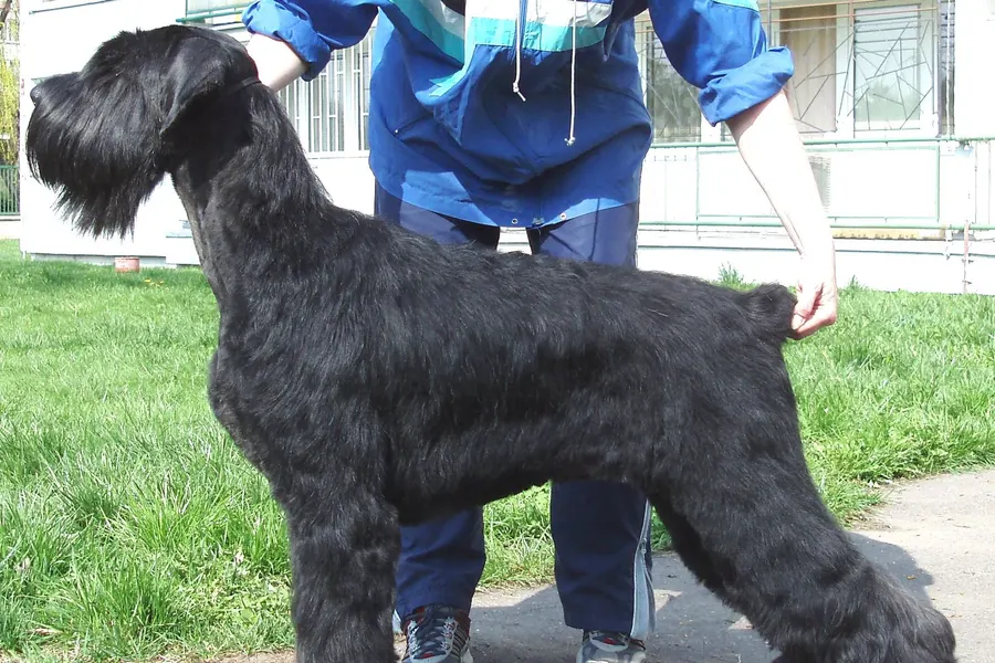 A Giant Schnauzer, a large dog of the working group