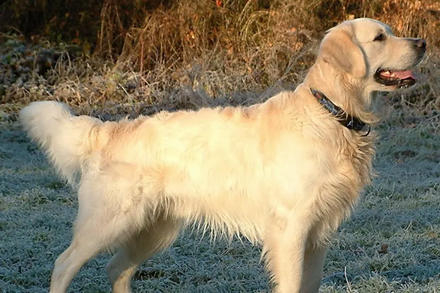 A Golden Retriever, a large dog of the sporting group