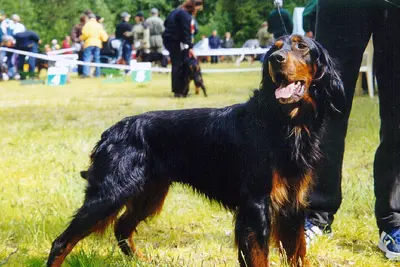 A Gordon Setter