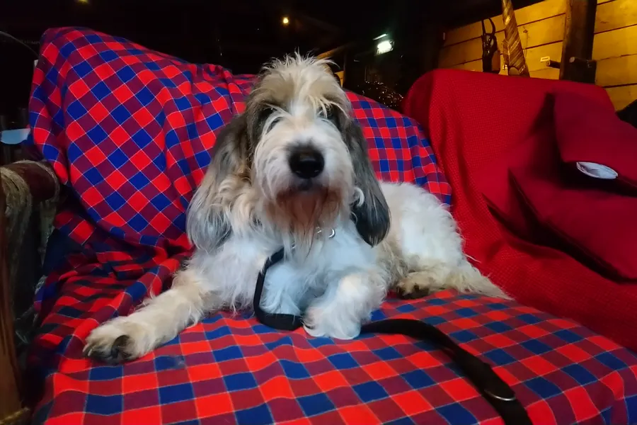 A Grand Basset Griffon Vendéen, a medium dog of the hound group