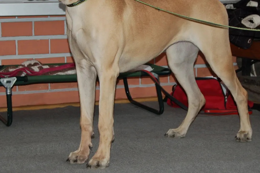 A Great Dane, a giant dog of the working group
