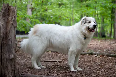 A Great Pyrenees