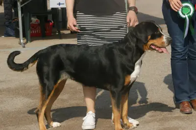 A Greater Swiss Mountain Dog
