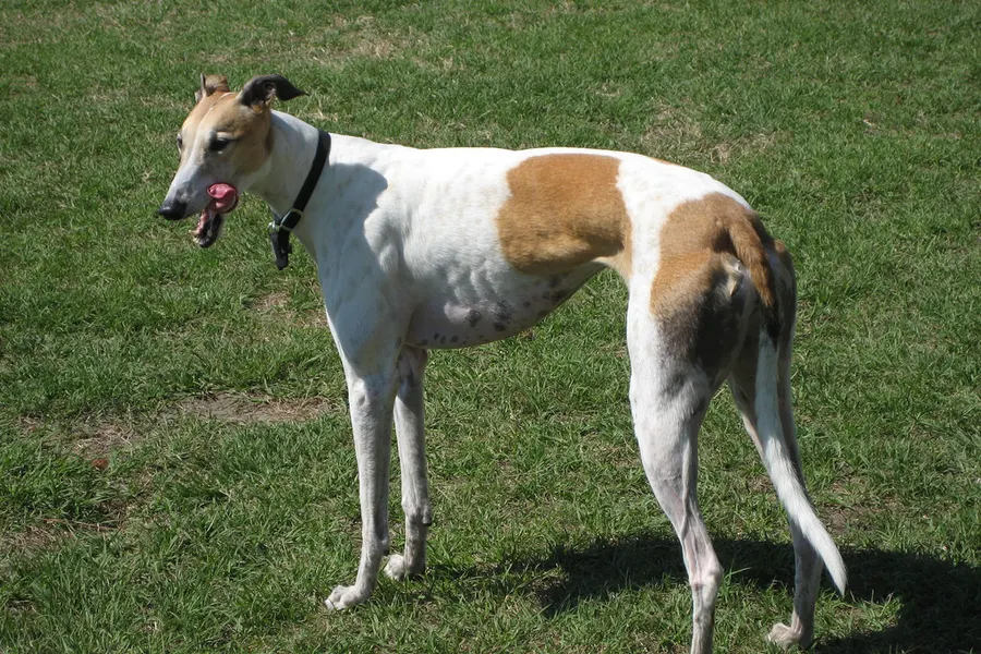 A Greyhound, a large dog of the hound group