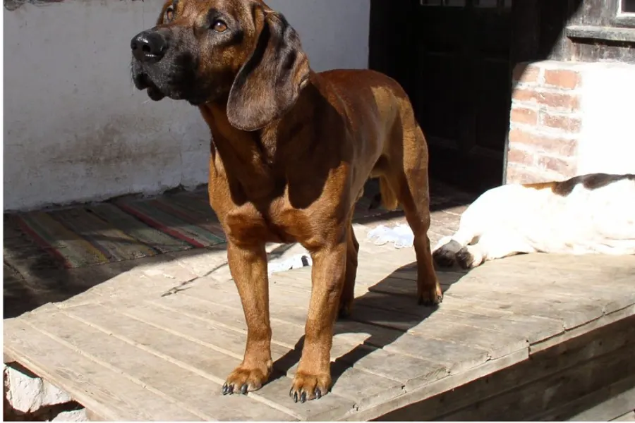 A Hanoverian Scenthound, a large dog of the foundation stock service group