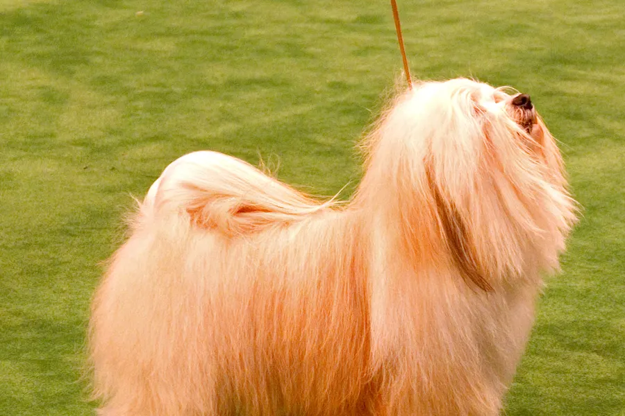 A Havanese, a small dog of the toy group