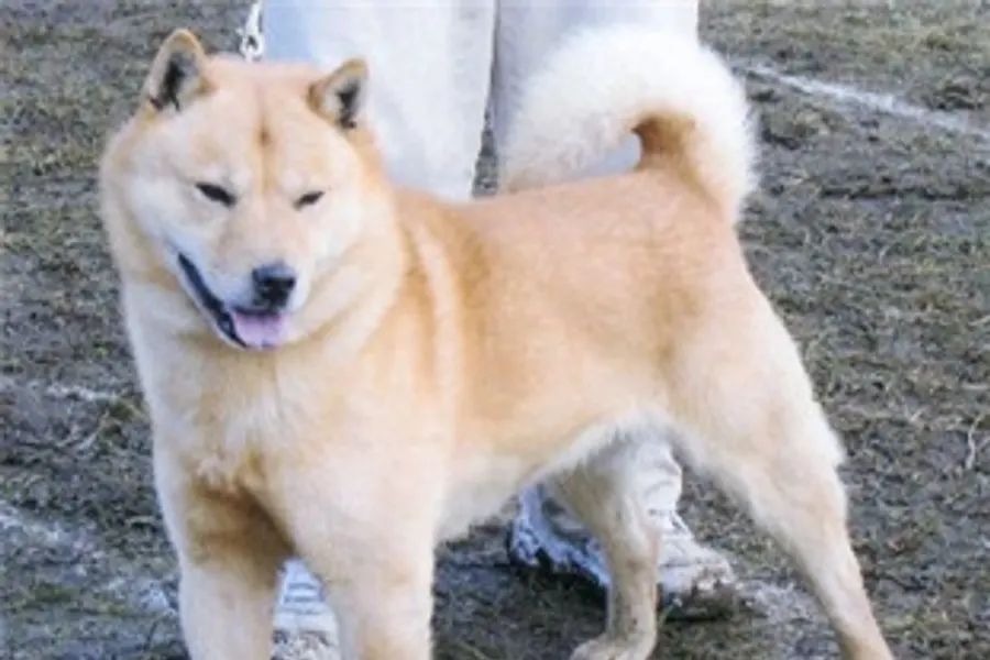 A Hokkaido, a large dog of the foundation stock service group