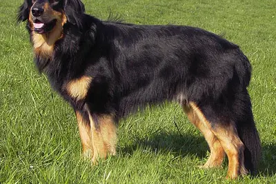 A Hovawart