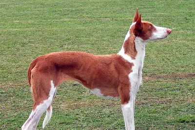 A Ibizan Hound