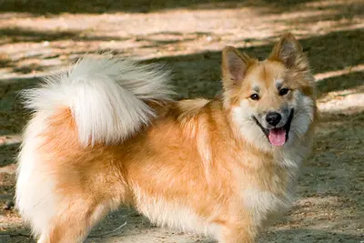 A Icelandic Sheepdog